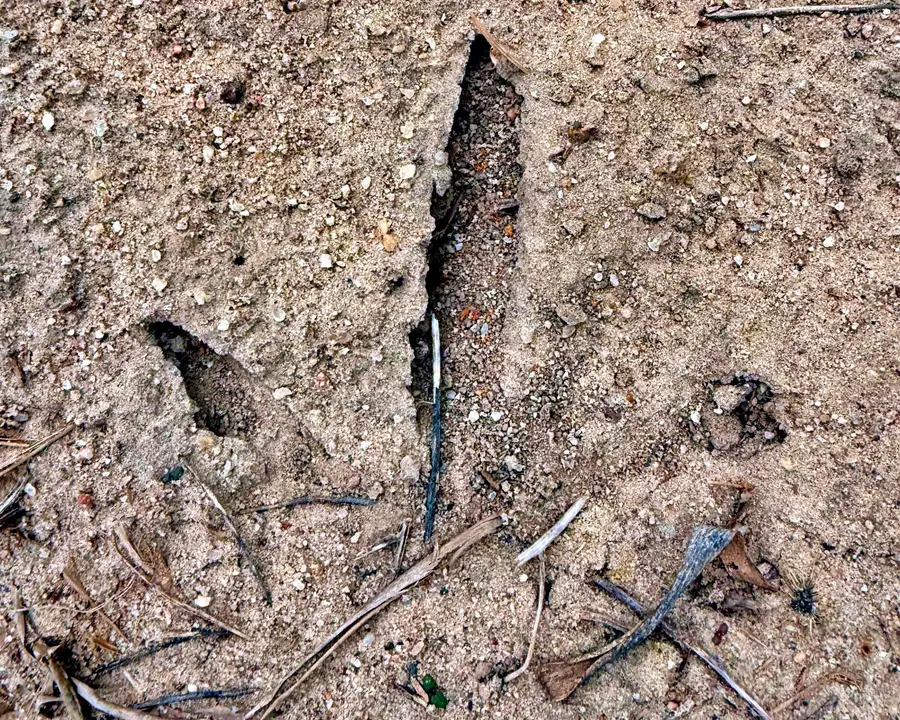 2400 River Road, Greeleyville, SC 29056 - #2