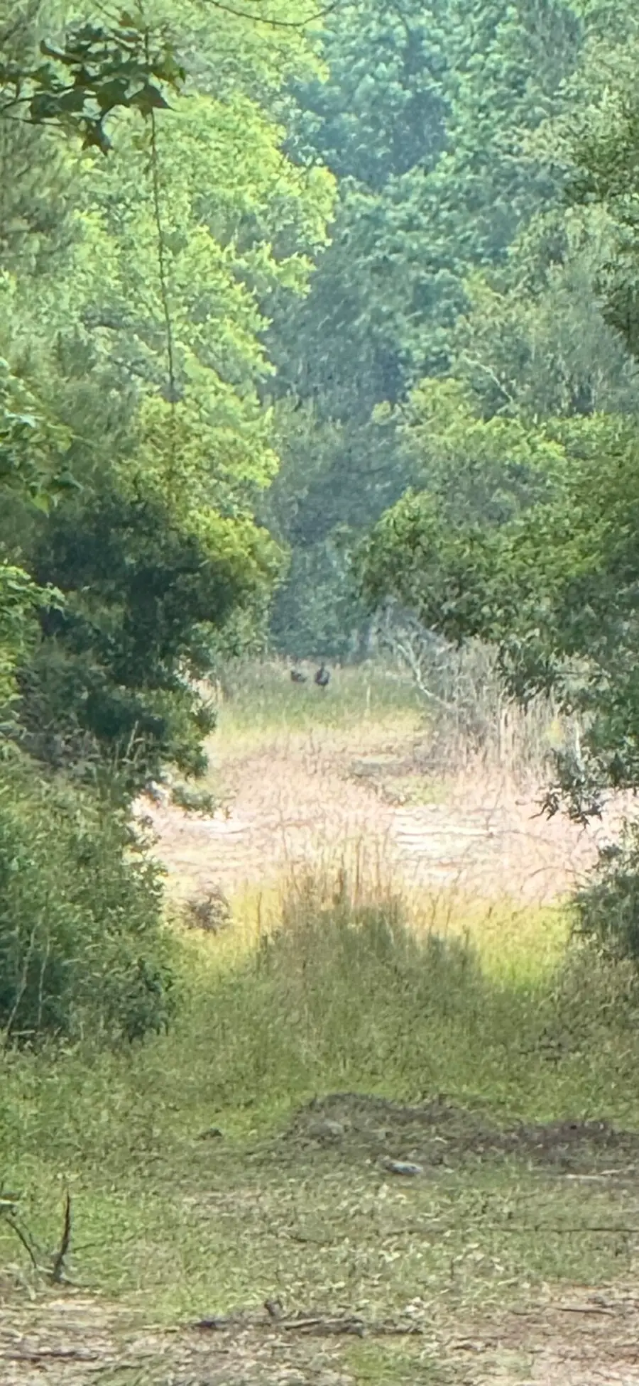 1-A Mt. Carmel Road, Walterboro, SC 29488 - #2