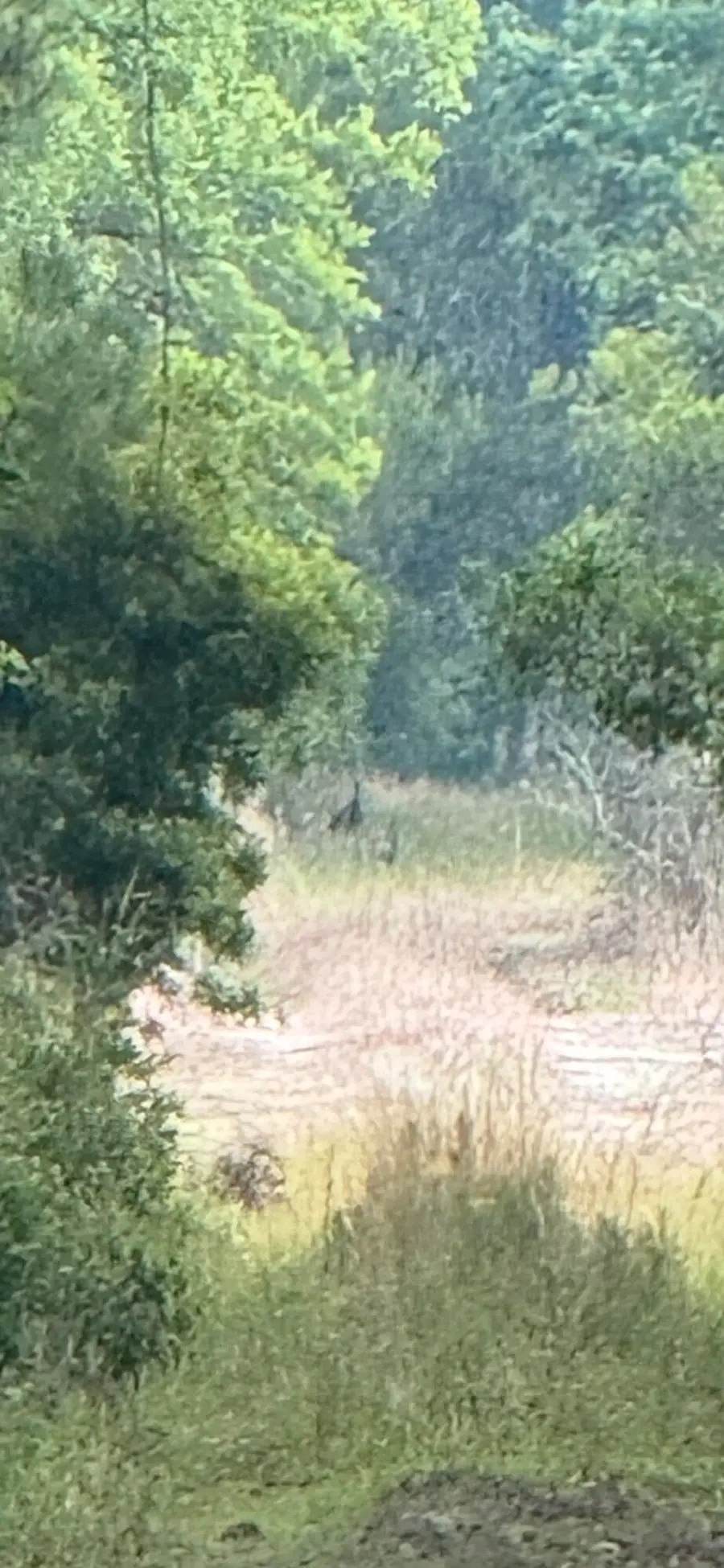 1-A Mt. Carmel Road, Walterboro, SC 29488 - #3