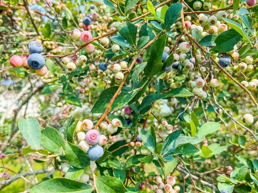 127 Roberts Road, Summerville, SC 29483 - Image #2