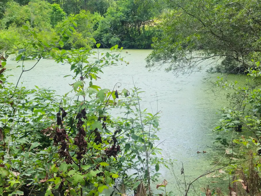 126 Rattlensnake Trail, Walterboro, SC 29488 - Image #2