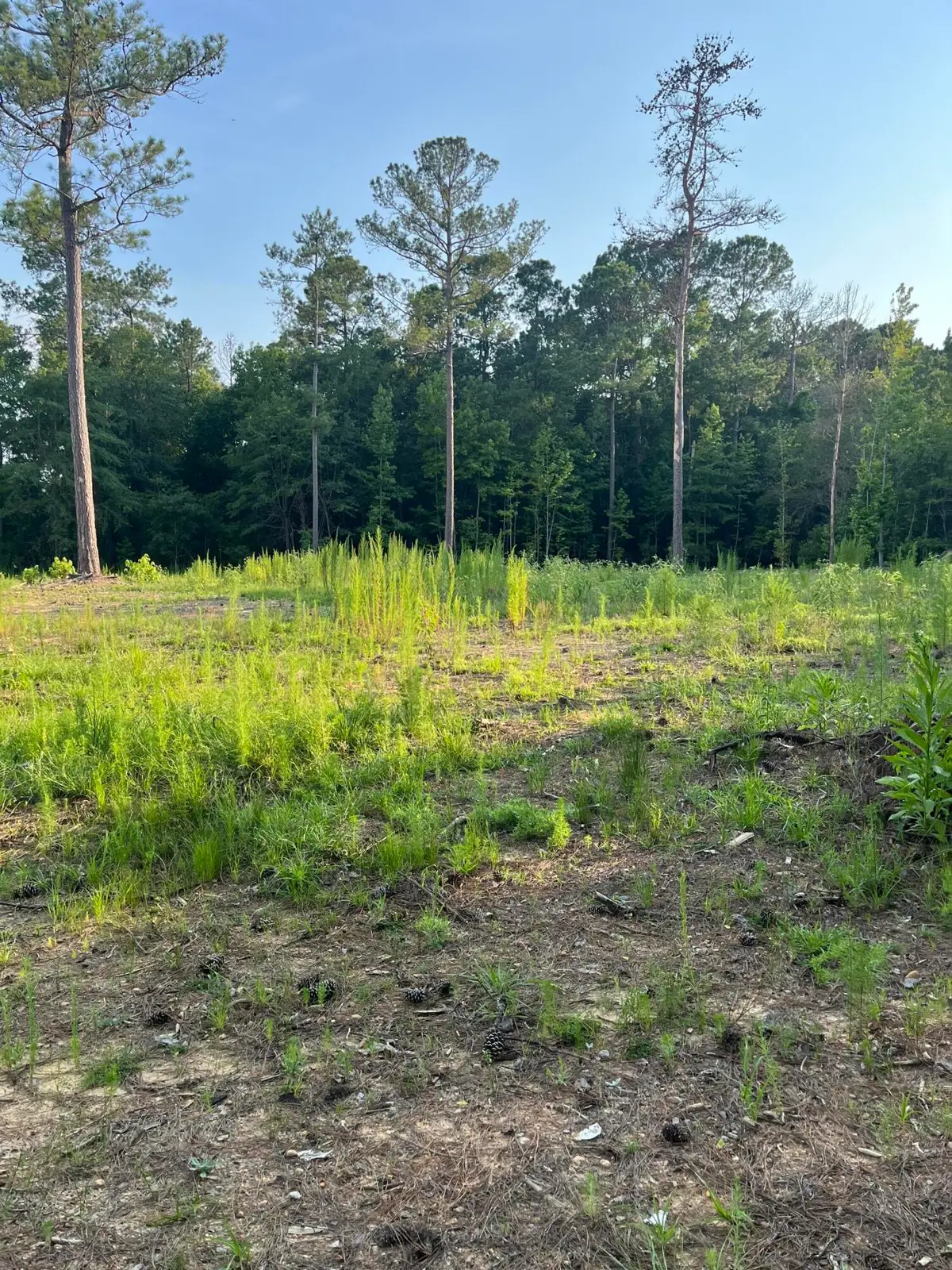 3171 Queens Way, Orangeburg, SC 29118 - Image #1