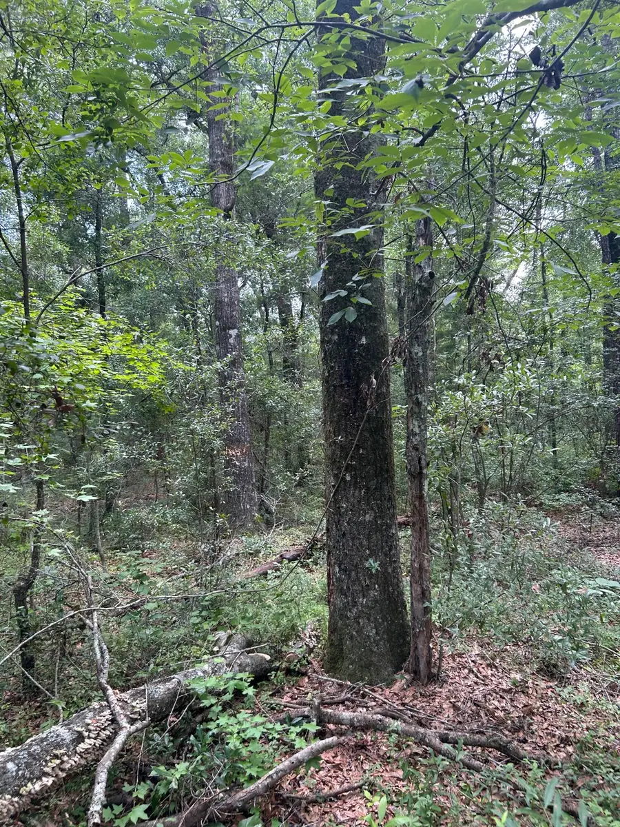 1 Boat Landing Road, Ridgeville, SC 29472 - #3