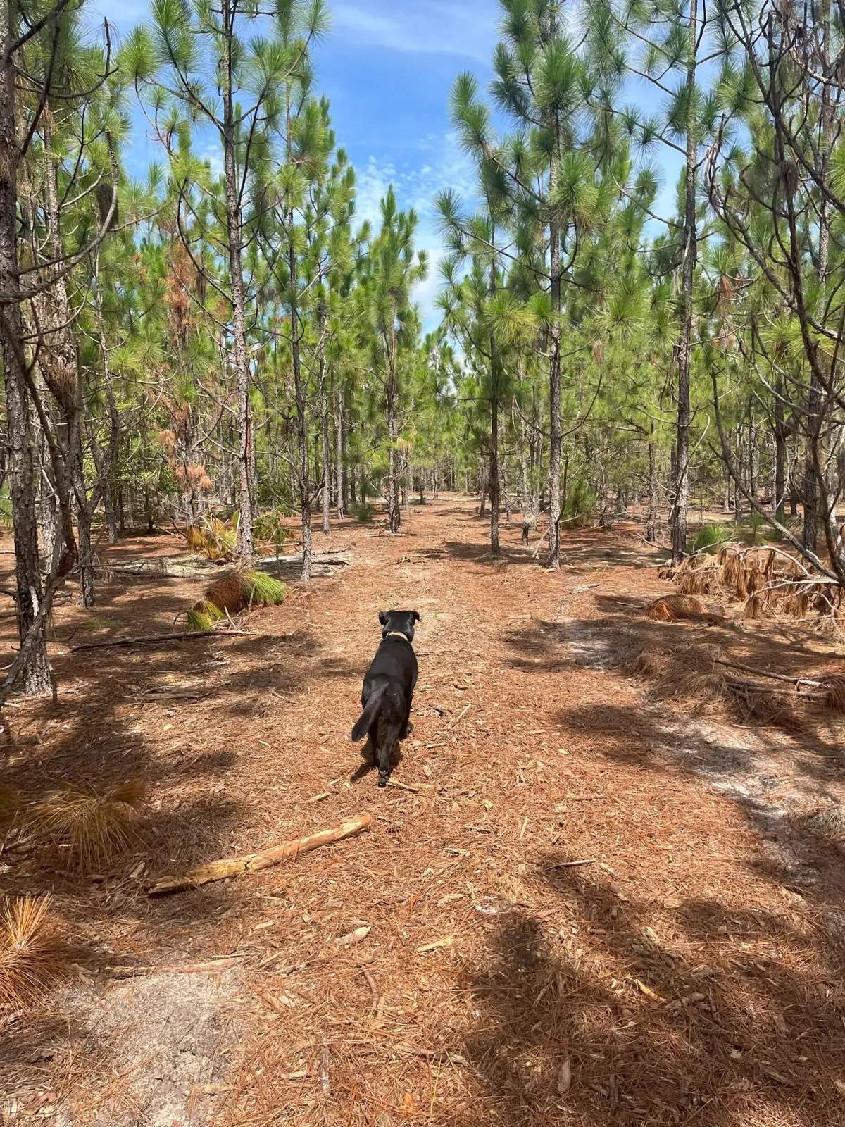 Ppf 5 Payne Pond Road #Ppf 5, Westville, SC 29175 - Image #1