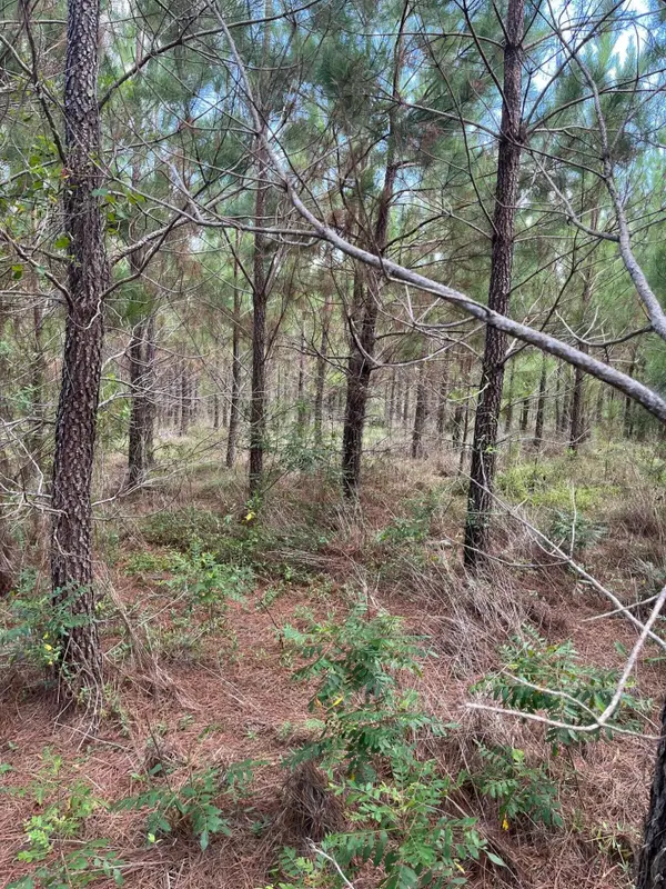 Bff 3b Brunson Teal Road #Bff 3b, Patrick, SC 29584