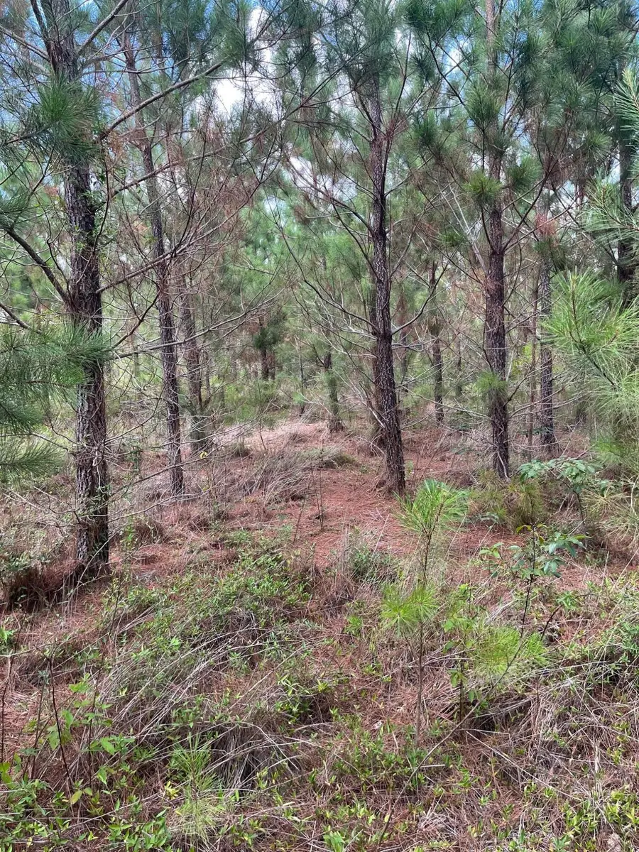 Bff 3b Brunson Teal Road #Bff 3b, Kershaw, SC 29584 - Image #3