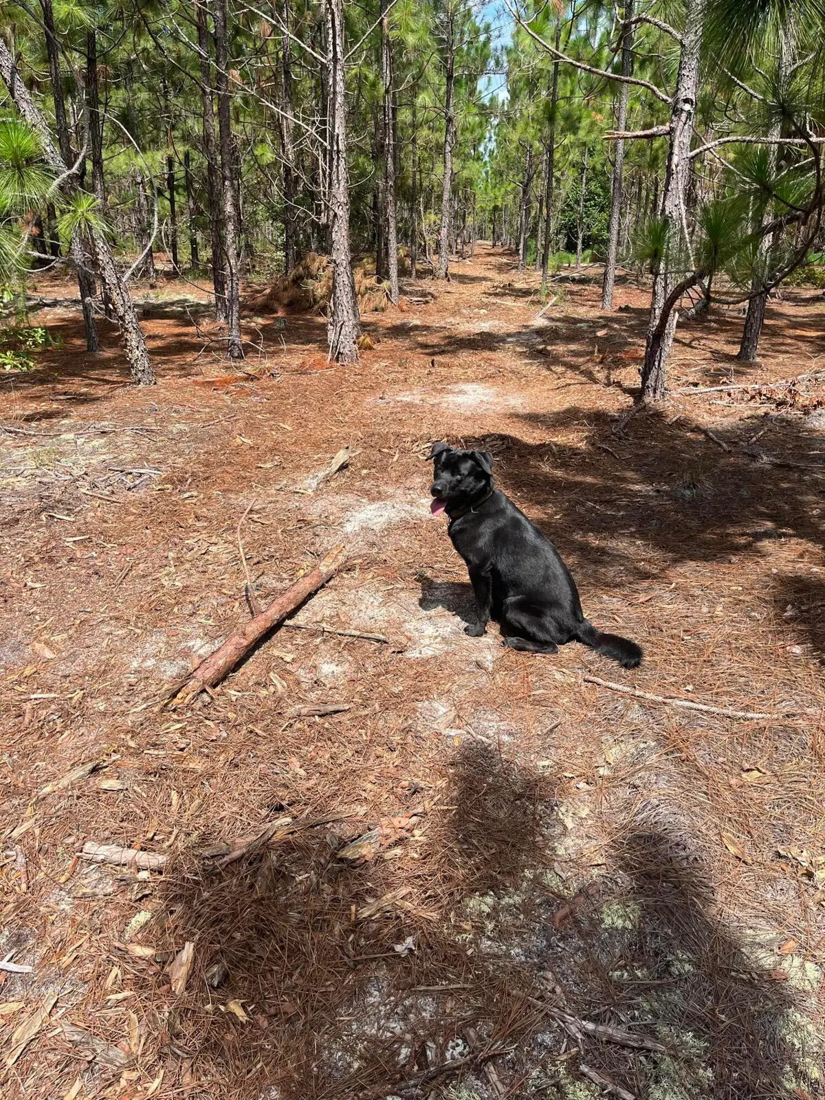 Bff 1a Brunson Teal Road #Bff 1a, Patrick, SC 29584 - Image #1