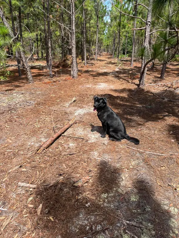 Bff 1a Brunson Teal Road #Bff 1a, Patrick, SC 29584