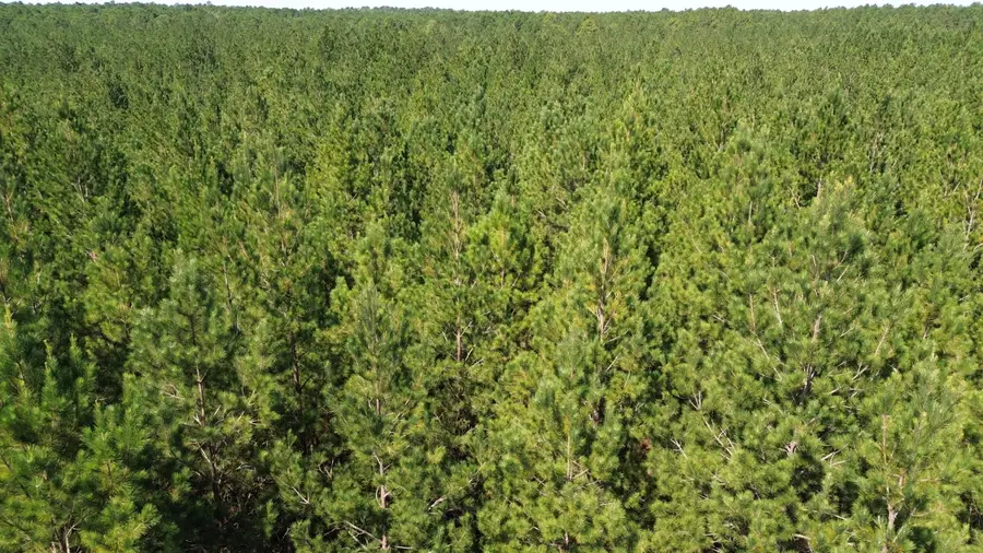 10 Red Oak Road, Cottageville, SC 29435 - #3