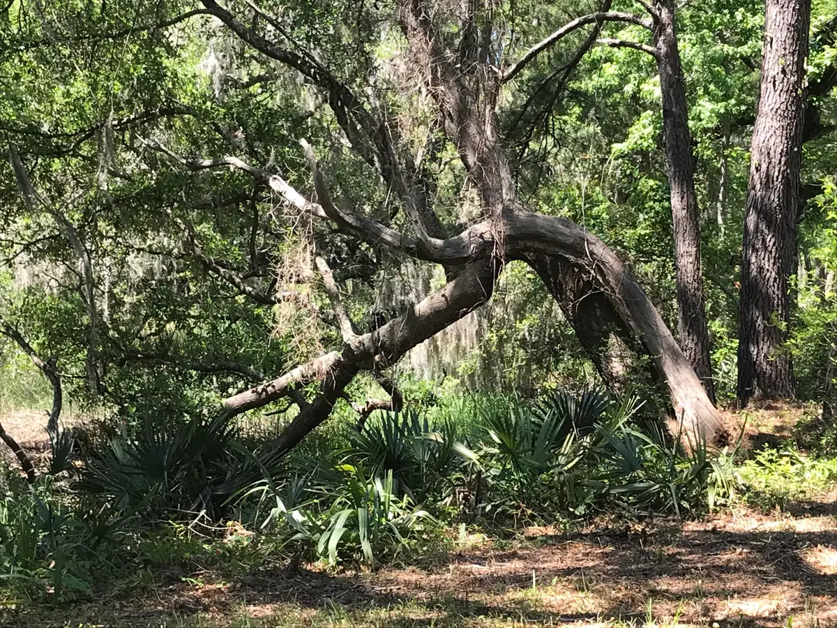 2907 River Road Road, Johns Island, SC 29455 - #1