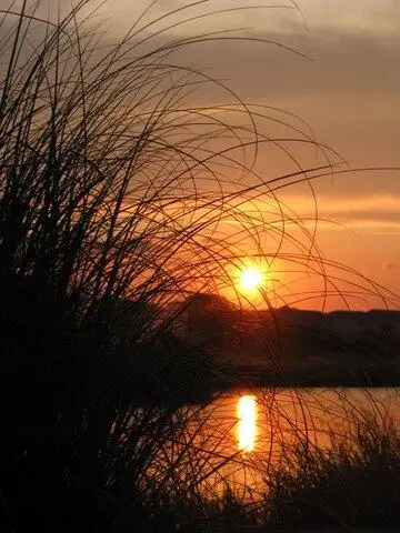 280 Driftwood Lane, Edisto Beach, SC 29438 - #2