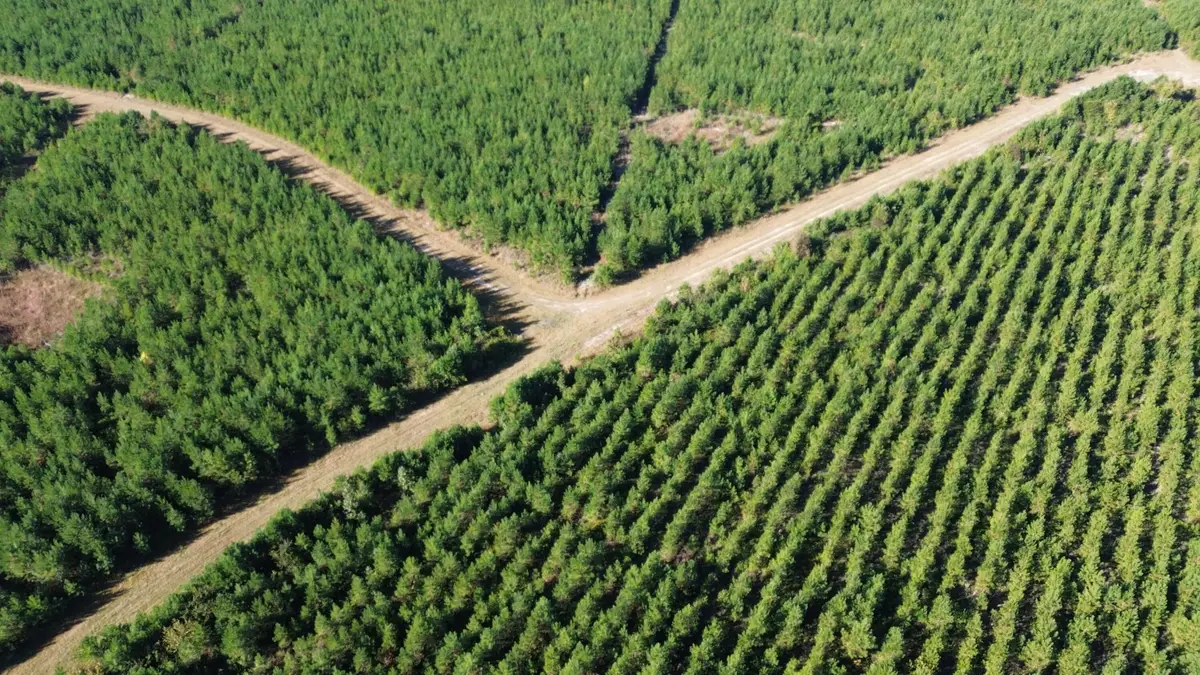 24 Highway 311, Cross, SC 29436 - #1