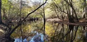 0 Sandy Pines Road, Dorchester, SC 29437 - #1