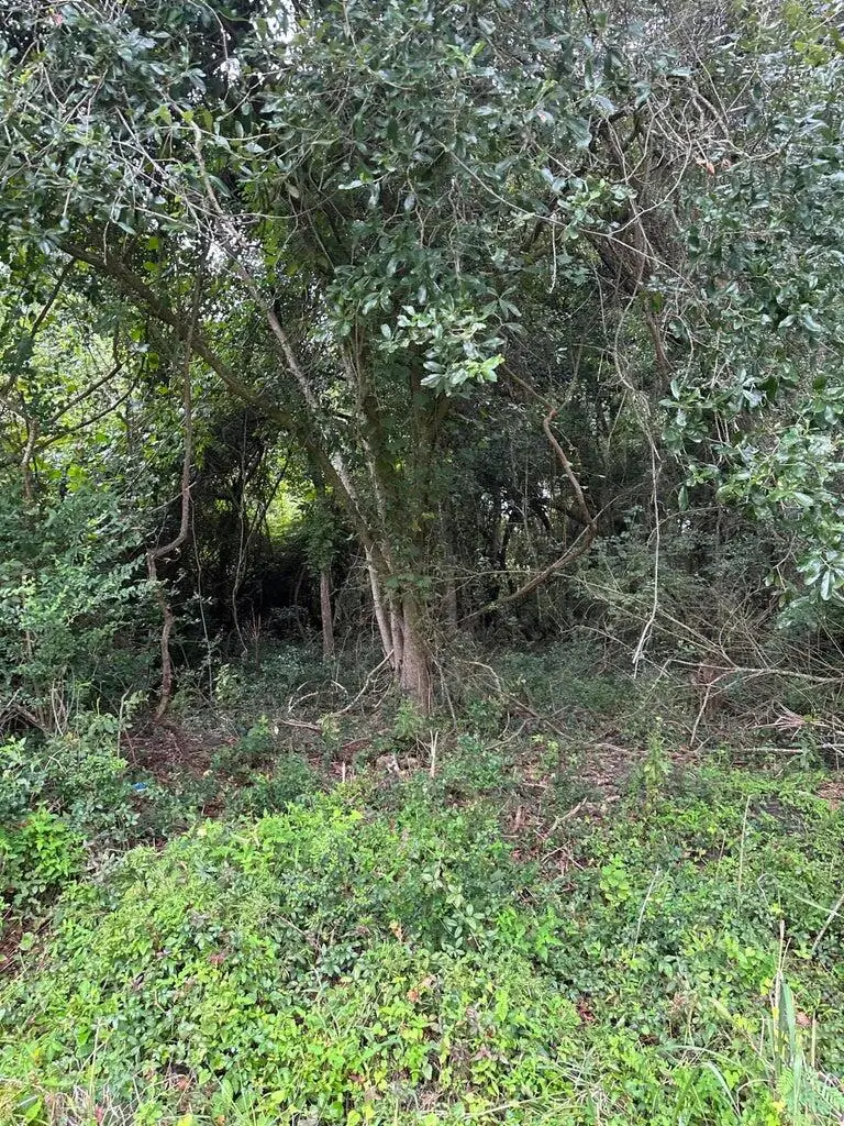 1849 Hazzard Lane, James Island, SC 29412 - Image #3