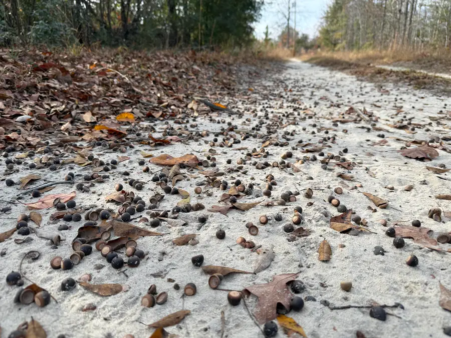 3391 Davis Bridge Road, Williston, SC 29853 - #2