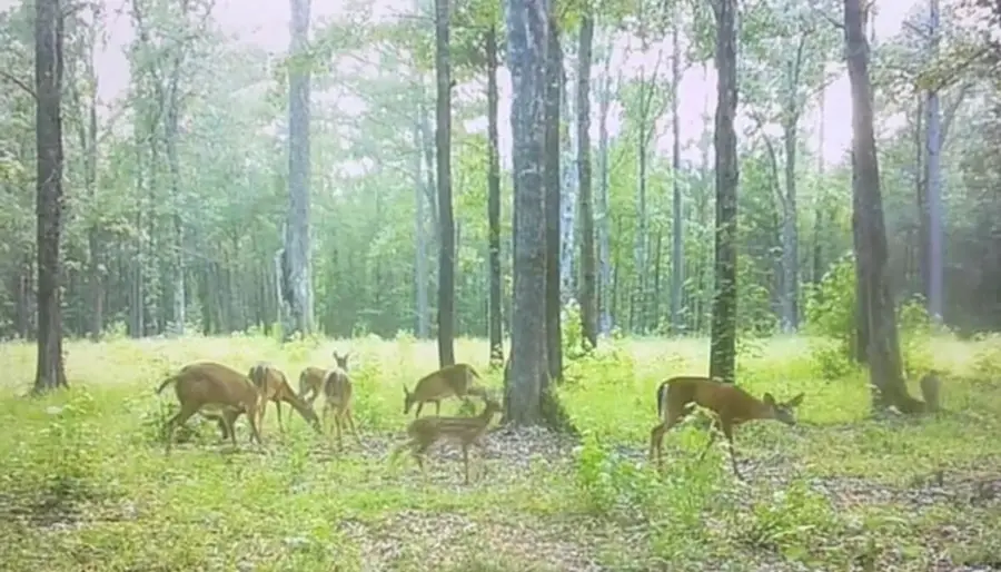 450 River Blf Trail, Saint Stephen, SC 29479 - #3