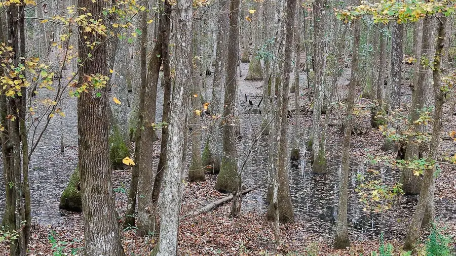 00 Betsy Hole Road, Bonneau, SC 29431 - Image #3