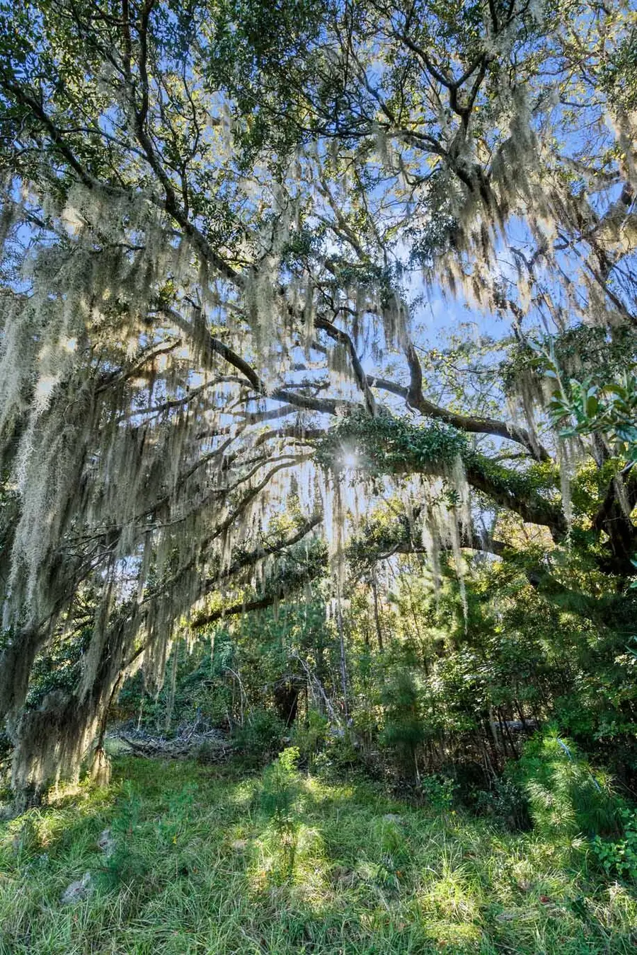 2476 Joseph Pearline Road, Johns Island, SC 29455 - #3