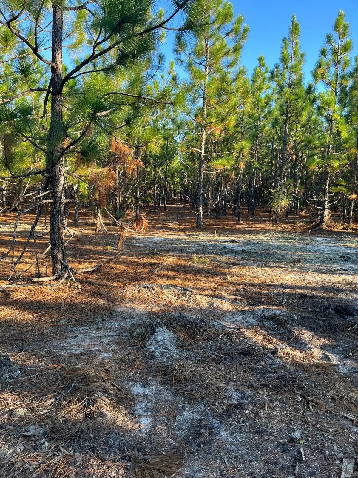 Ppf 17 Payne Pond Road #Ppf 17, Westville, SC 29175 - #1