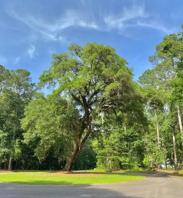 6301 Buttonbush Drive #Lot 8, Ravenel, SC 29470