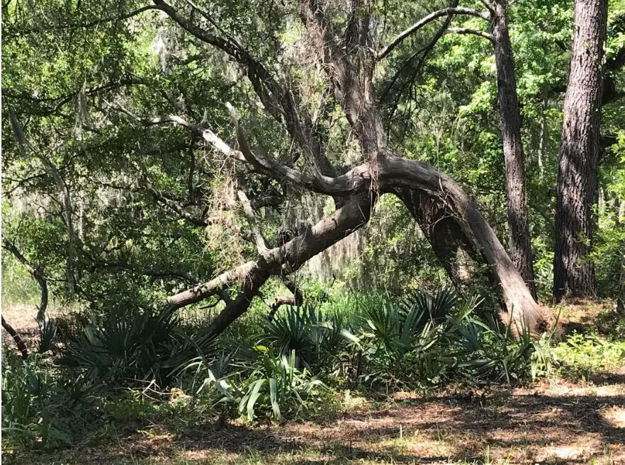 2907 River Road, Johns Island, SC 29455 - #2