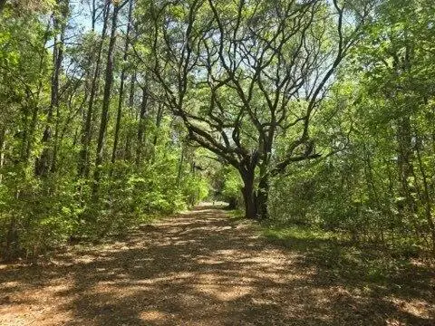 00 Bears Bluff #Lot C, Wadmalaw Island, SC 29487 - #1