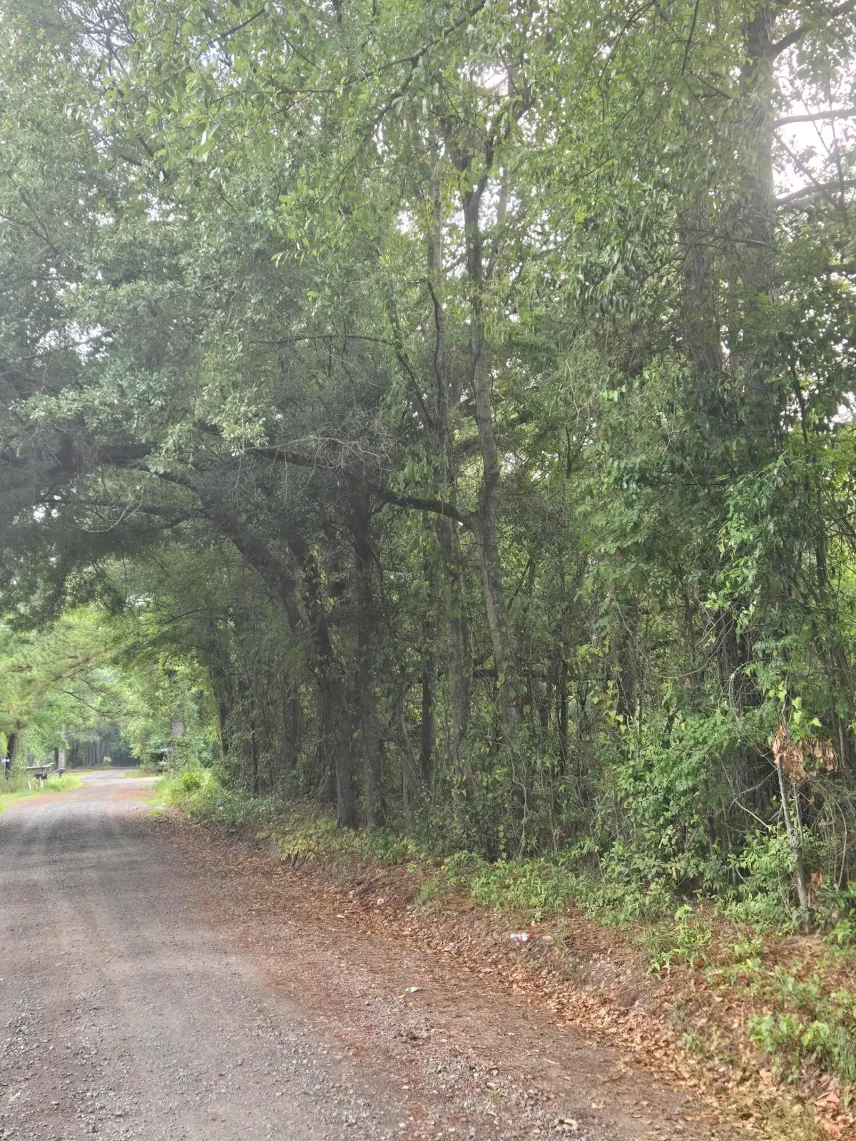 Lot 2 Rodenberry Road, Cross, SC 29436 - #1