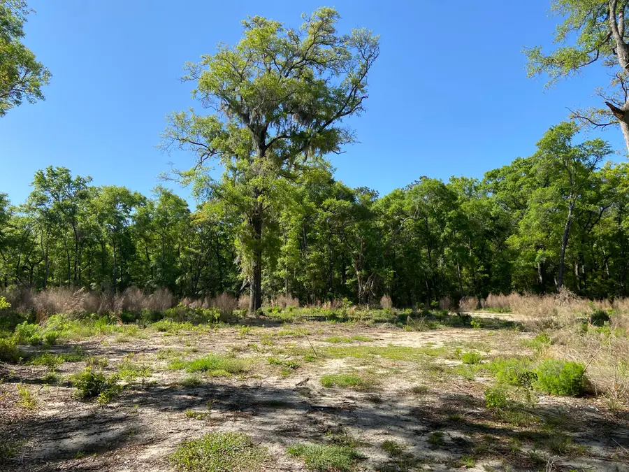 6079 Josie Ridge Road, Wadmalaw Island, SC 29487 - #3