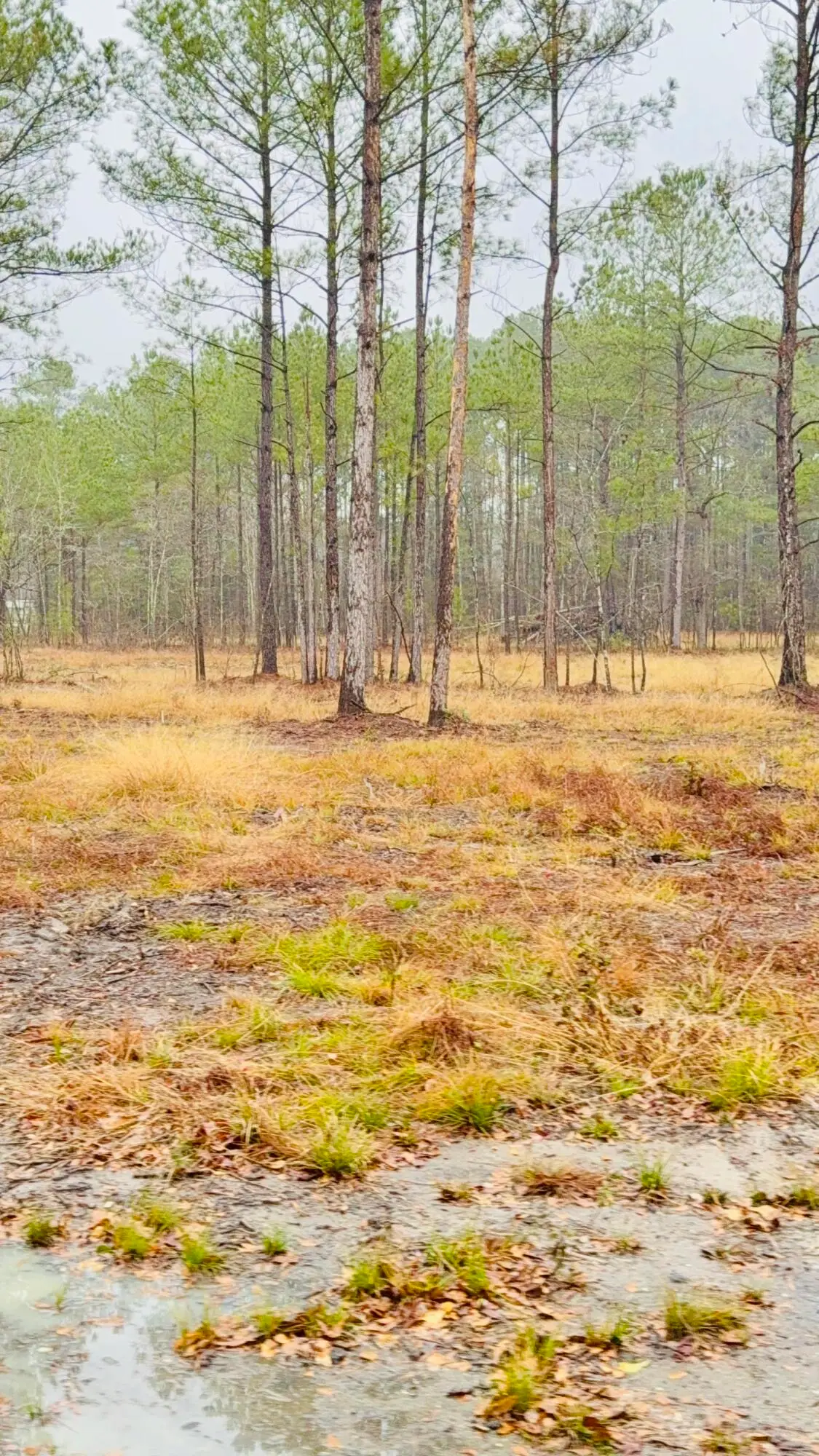 312 Heaven Drive, Saint Stephen, SC 29479 - #1