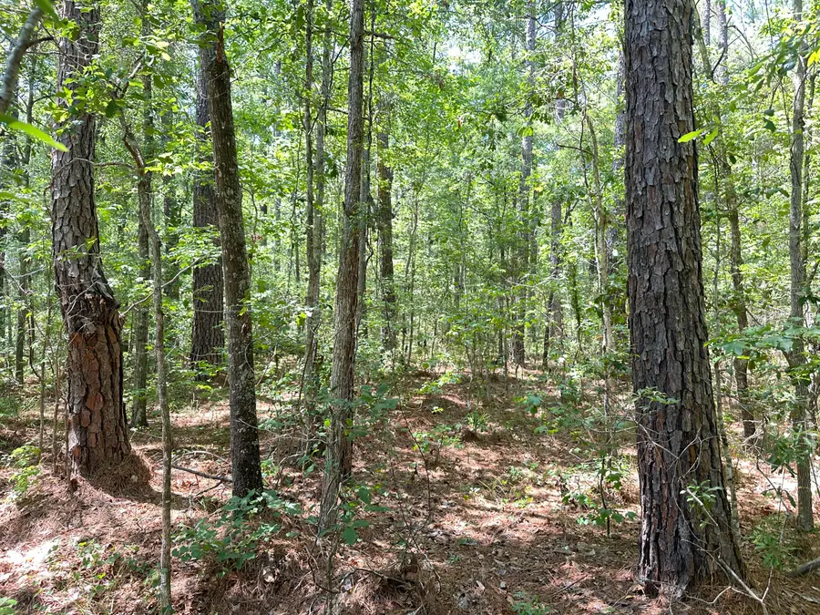 00 Highway 17a, Bonneau, SC 29431 - #2