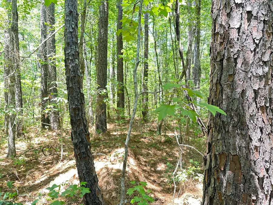 00 Highway 17a, Bonneau, SC 29431 - #3