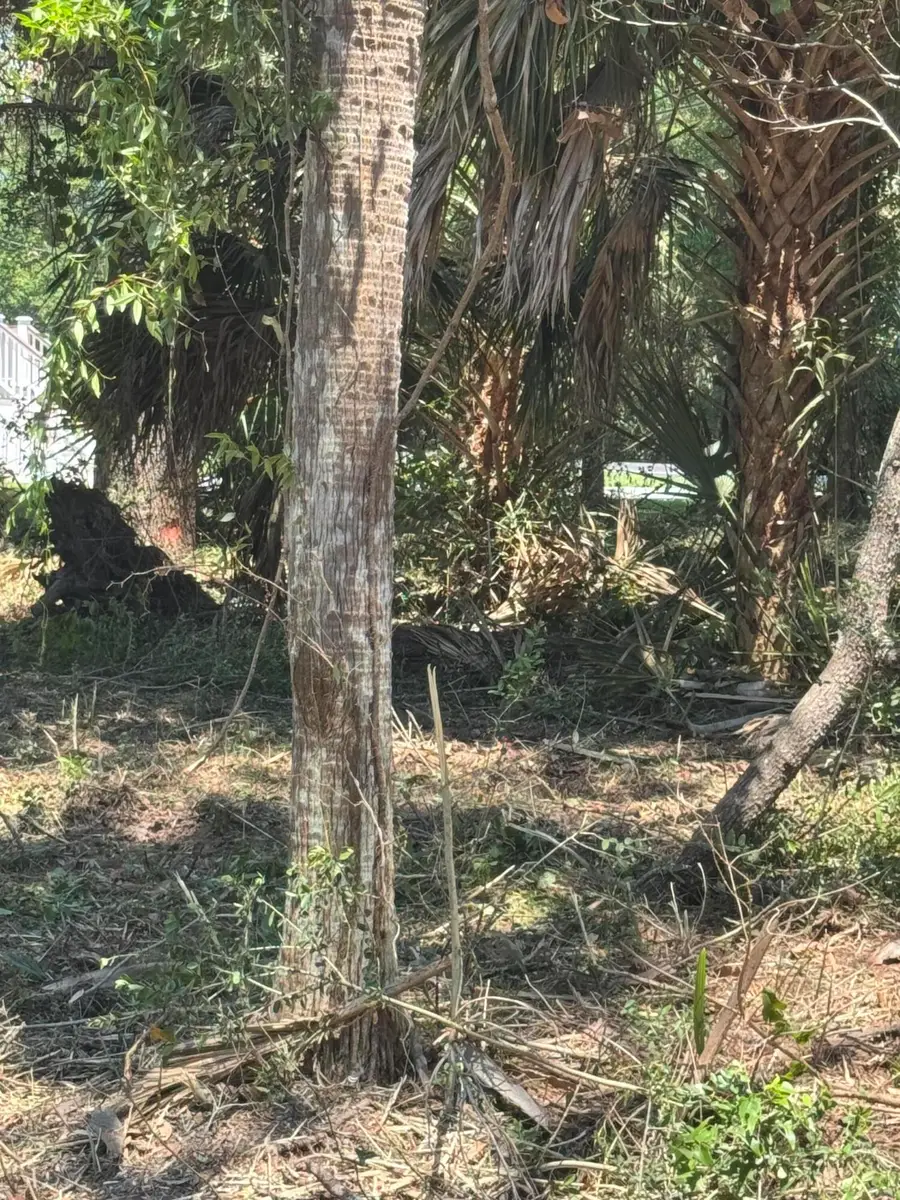 609 Jungle Road, Edisto Beach, SC 29438 - #3