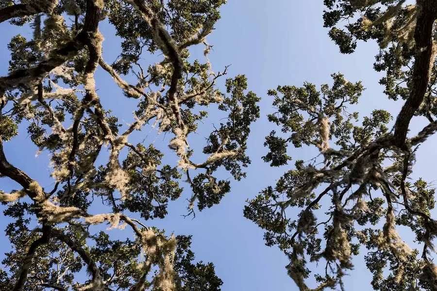 1145 Sound Drive, Johns Island, SC 29455 - #2