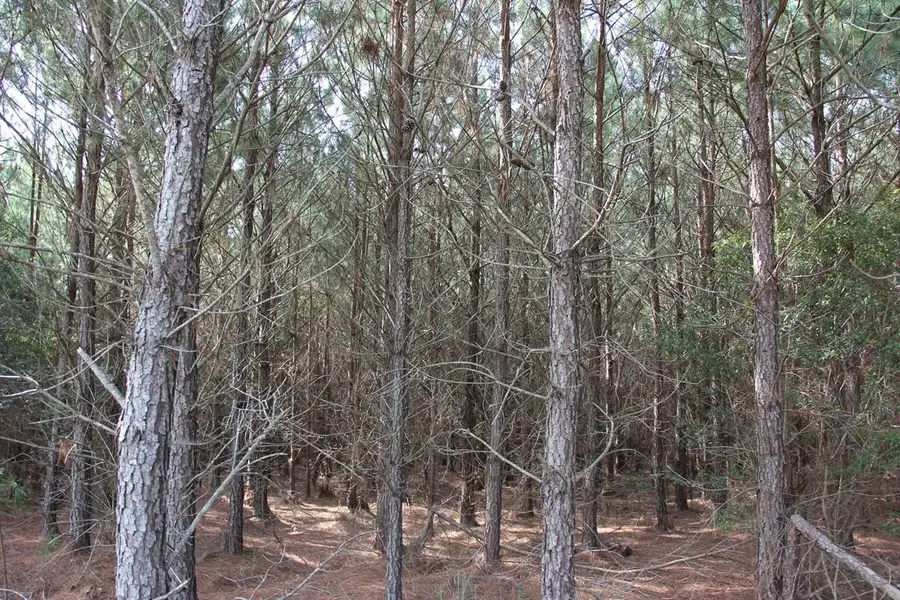00 Cut Off Road, Orangeburg, SC 29115 - #3