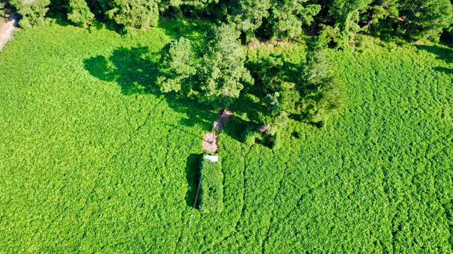 1 Michelle Street, Eutawville, SC 29048 - #3