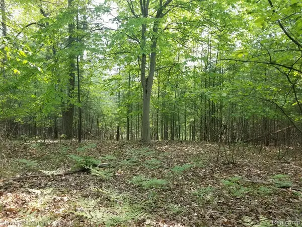 115 E Birmingham, Idlewild, MI 49642
