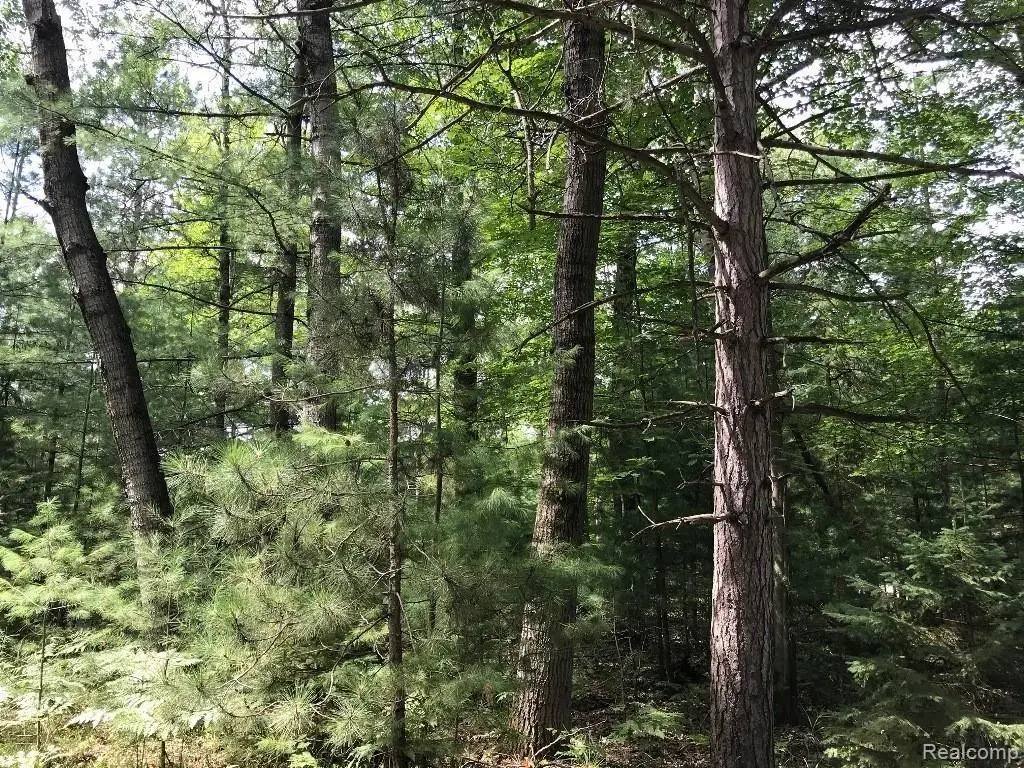 0 Racoon Trail, Lincoln, MI 48742 - #1