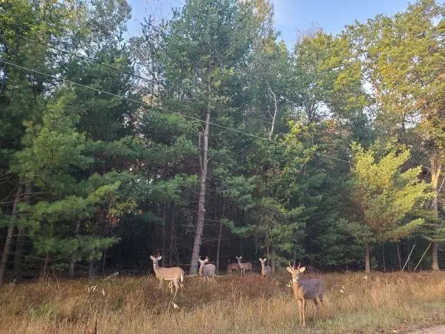 0 Buffalo TRL, Alger, MI 48610 - #1