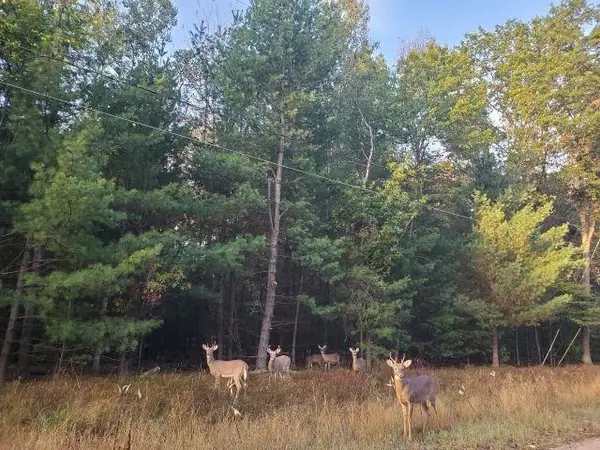 0 Buffalo TRL, Alger, MI 48610