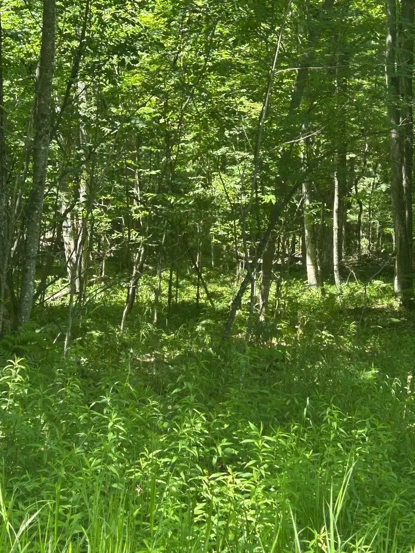 S Point Lookout RD, Sims, MI 48703 - #3