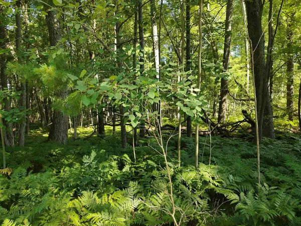 VL Grass Lake RD, WestBranch, MI 48661