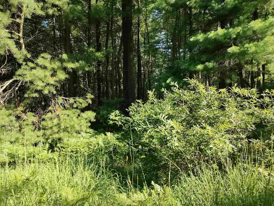 VL Grass Lake RD, Foster, MI 48661 - #3
