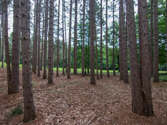 0000-Unit 42 Trailside DR, Thompsonville, MI 49683 - #3
