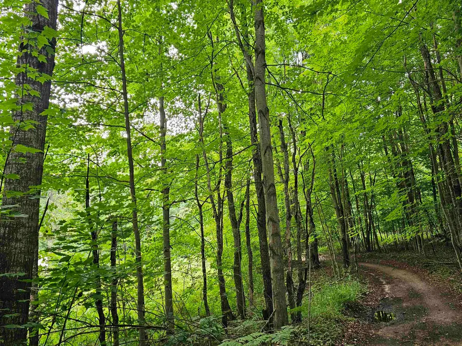 V/L Canyon RD, Rose Lake, MI 49665 - #2