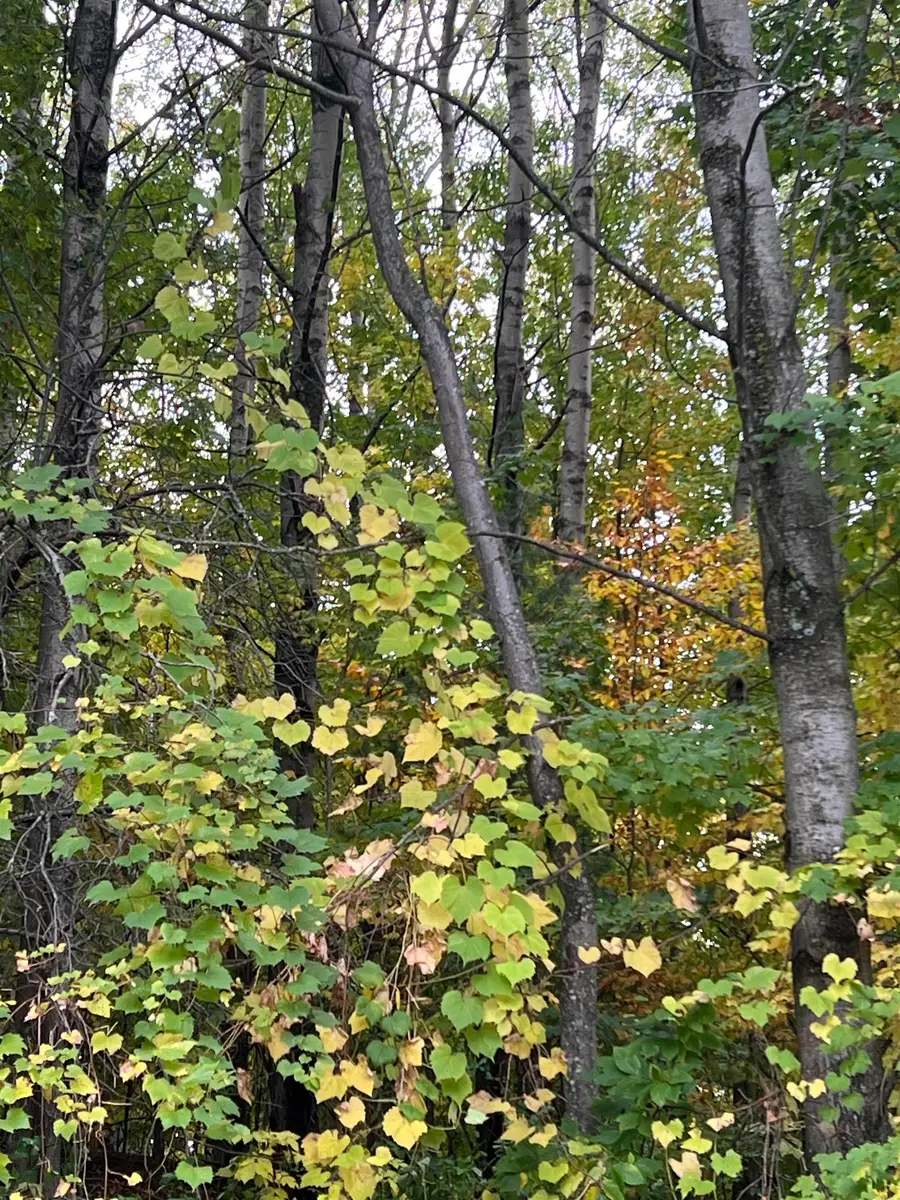 Lot 77 Valley View, Milton, MI 49676 - #3