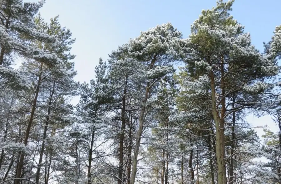 20.71 Spruce Hollow, Manistee, MI 49633 - #3