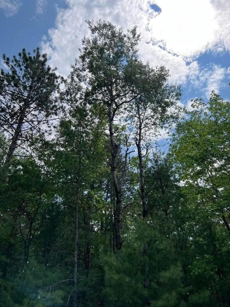 Helen DR, Grayling, MI 49738 - #3