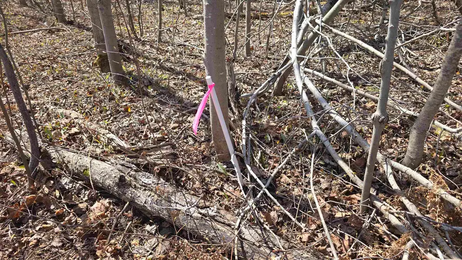 VL LOT 455 Pineview DR, Mancelona, MI 49659 - #2