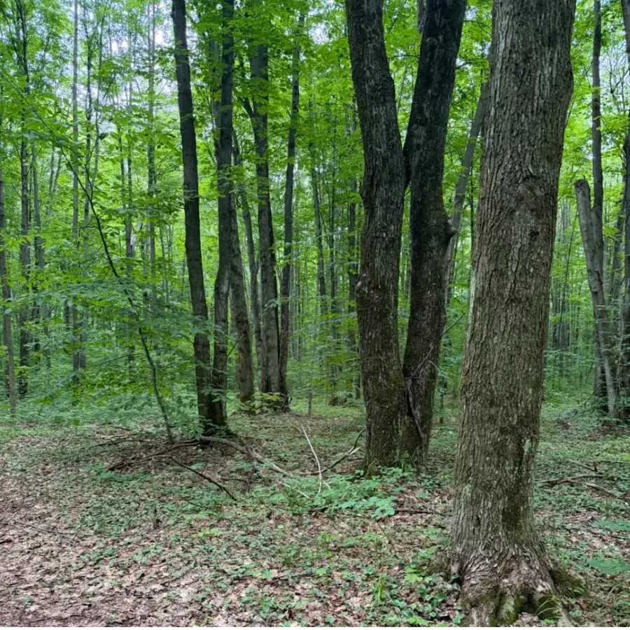 Parcel B1 Peterson RD, Mancelona, MI 49659 - #3