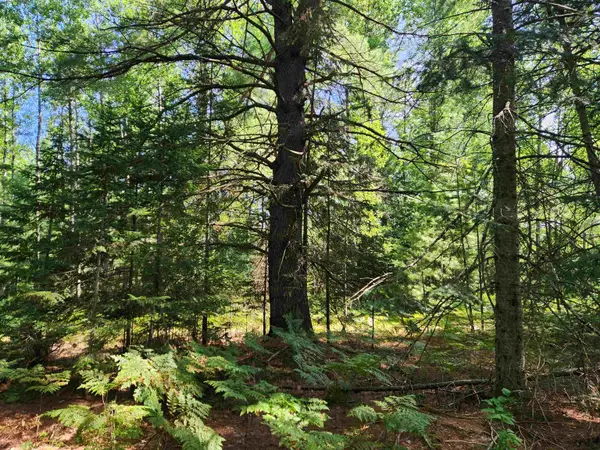 10 Acres Christie, Kalkaska, MI 49646